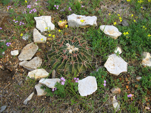 Horse Crippler Cactus