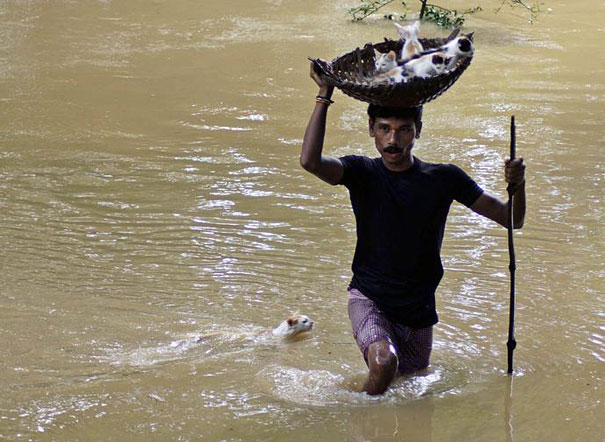 A man carries kittens on a basket towards dry land.