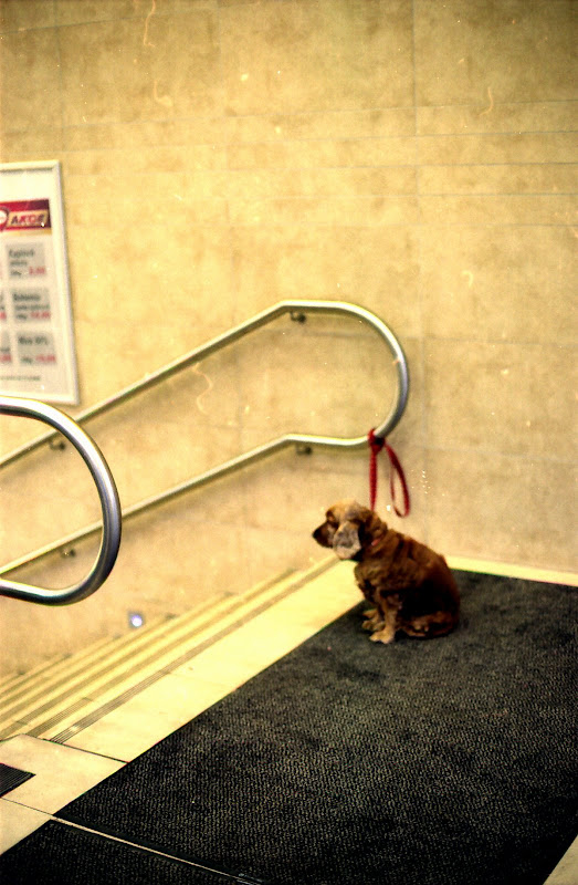 Dog waiting in a grocery store, Prague