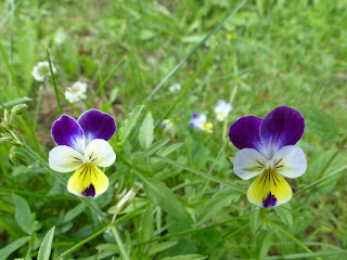 Pensée sauvage - Pensée tricolore - Viola tricolor 