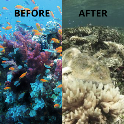 coralreef, dead coral reef, coral reef, parrotfish