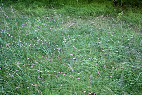 grass with wild flowers