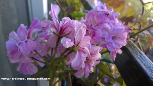 Geranio y gitanilla (Pelargonium spp.)