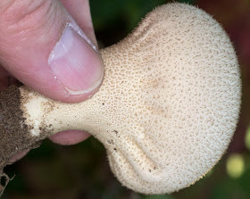 Puffball, Lycoperdon foetidum.  Farningham Wood with the Orpington Field Club, 2 October 2011.