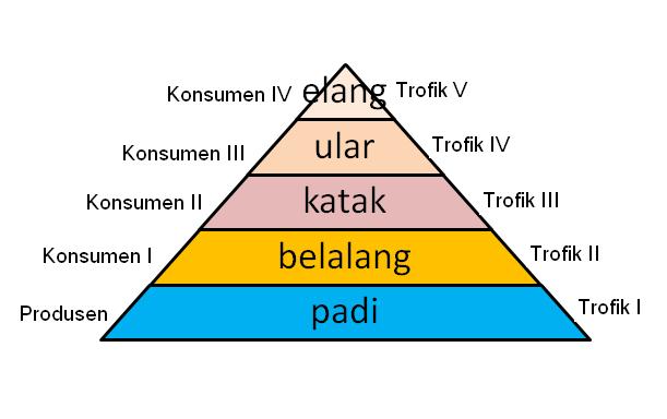 Rantai Makanan dalam Ekosistem dan Tipe – Tipe Rantai Makanan