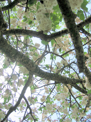 cherry tree lane florence al. shade of a cherry tree and