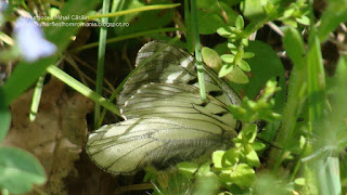 Parnassius (Driopa) mnemosyne male DSC136467