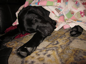 Foley with a blanket bunched under him and a quilt on top - his paws stretched out straight in front of him