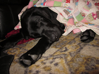 Foley with a blanket bunched under him and a quilt on top - his paws stretched out straight in front of him