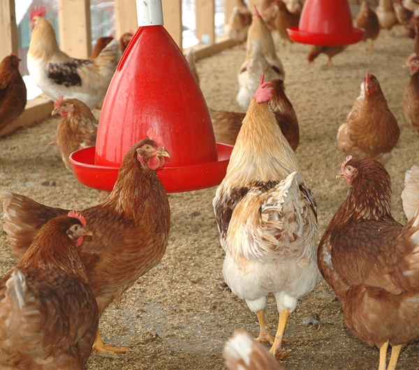 poultry equipment, poultry equipments, list of poultry equipments, what equipment required for poultry farming, housing