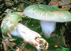 Russula virescens