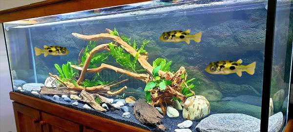 Do Dwarf Puffer fish need an aquarium filter, heater or lights?