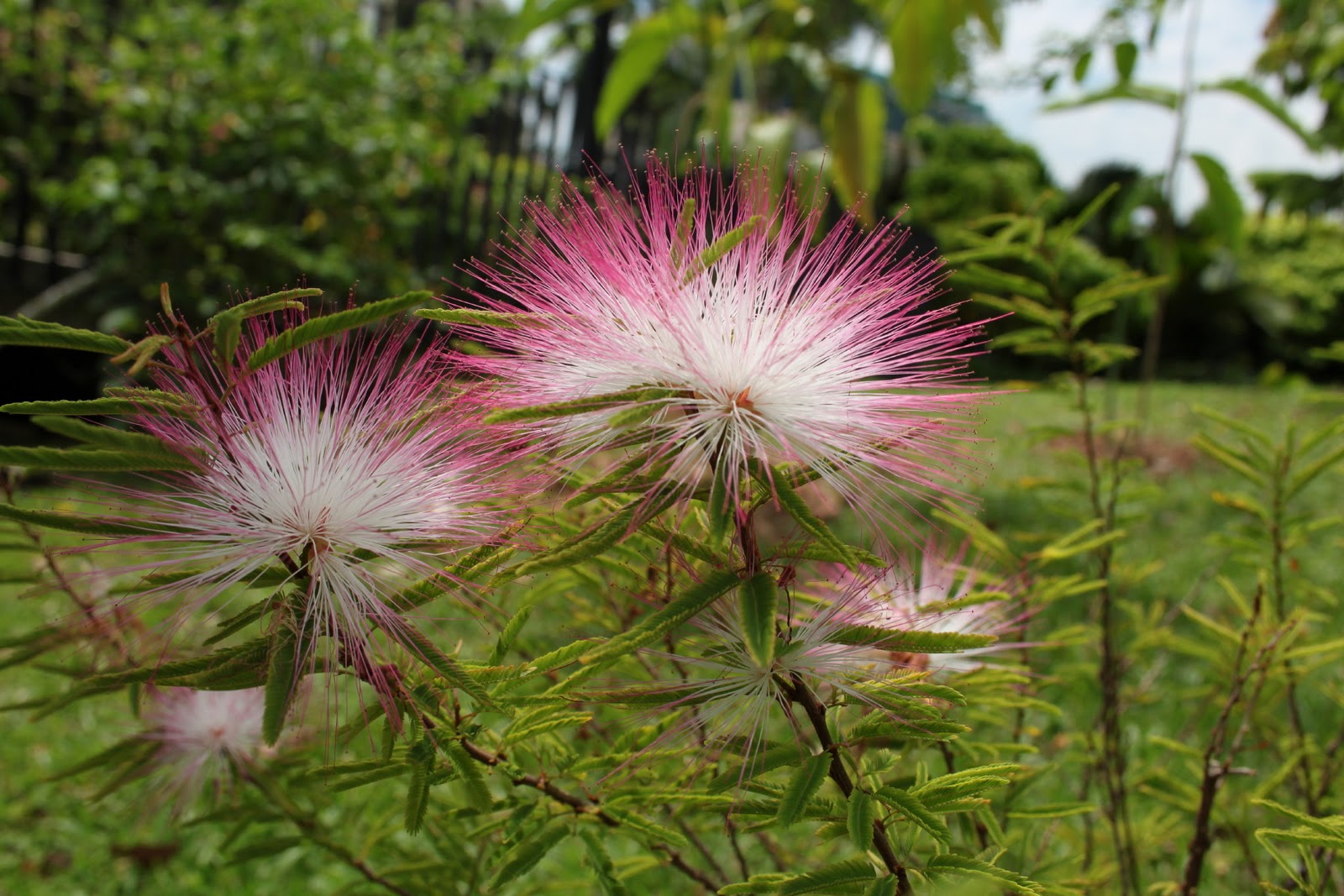 Saraca 豆科 香水合欢