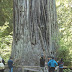 Redwood National And State Parks - Oregon Redwoods