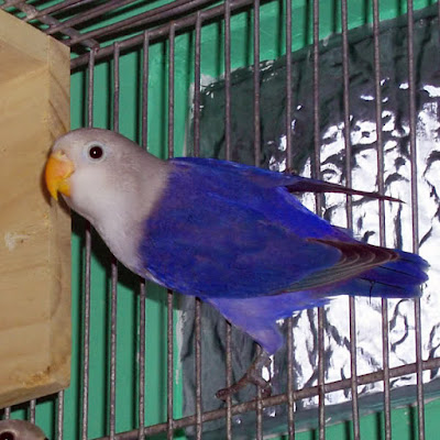 lovebird violet fisheri