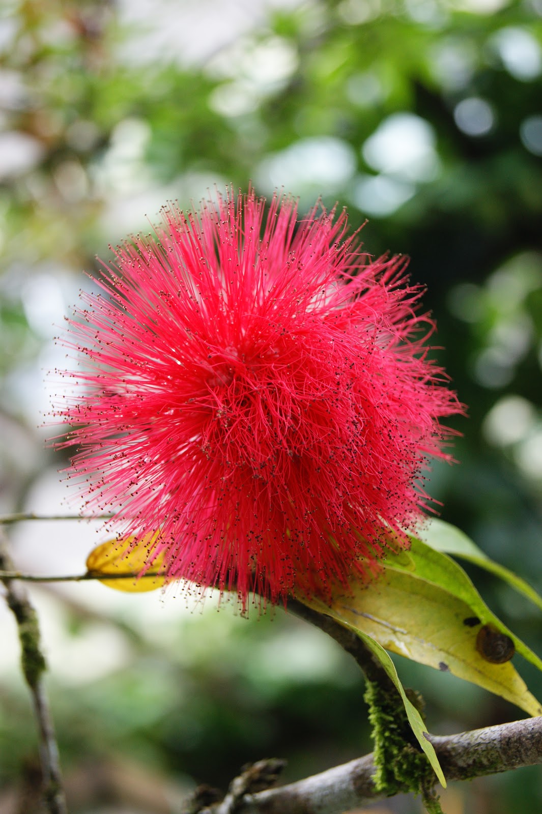 KUMPULAN GAMBAR  FLORA FAUNA  INDONESIA Gambar  Macam Jenis 