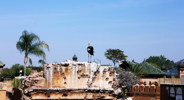 Storks in Marrakech, Morocco