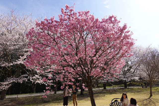 鳥取県西伯郡南部町鶴田 とっとり花回廊 桜の広場