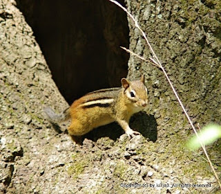 Eastern Chipmunk