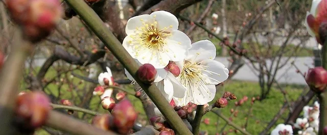 上海の公園に咲く白い梅の花