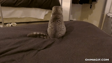 What is this, what is this Oh my God, I have tail!