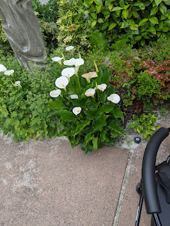A clump of calla lilies with some other vegetation