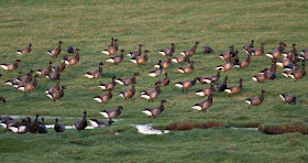 Dark-bellied Brent Geese, Cley