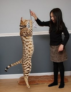 savannah cat pets infomation picture photo animal domestic