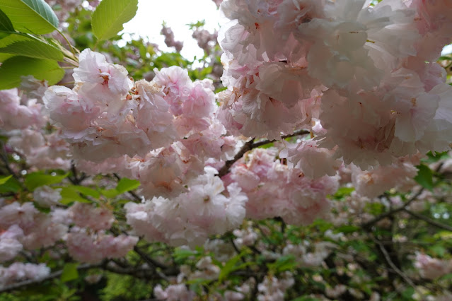鳥取県西伯郡南部町鶴田 とっとり花回廊 桜の広場 ヤエザクラ（八重桜）