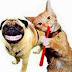 THIS MAY BE THE CUTEST FIGHT EVER: CAT VS PUG