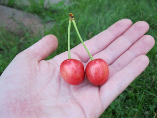 Cherry Berry Summer