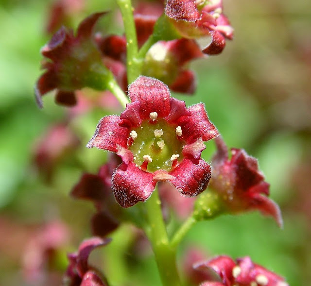 Смородина лежачая (Ribes procumbens)