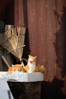 Fukuoka. La isla de los gatos