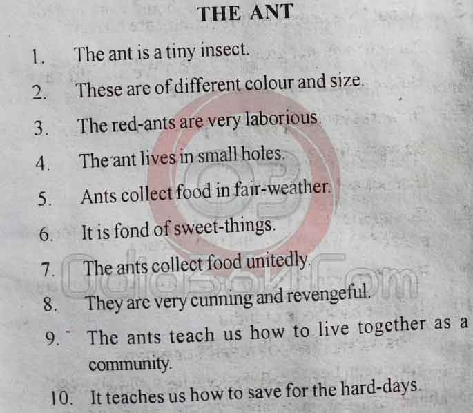 The Ant - 10 Lines Essay in English Language for Juniors