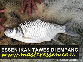 Essen Ikan Tawes Khusus Di Empang