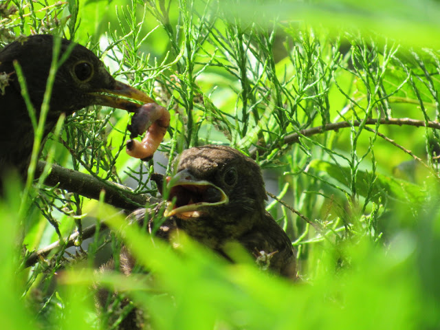 Mother blackbird feeding the chick