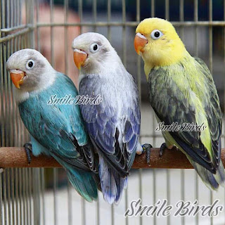 menangkar burung lovebird