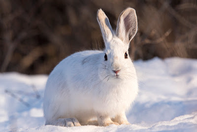 Snowshoe Hare