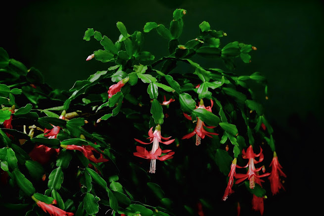 Christmas cactus Indian indoor plant