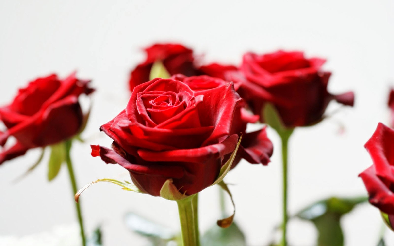 Gallery Red Roses Wallpapers