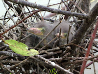 Green heron nestlings, Isla Damas,  Costa Rica - by Agathman, June 2011
