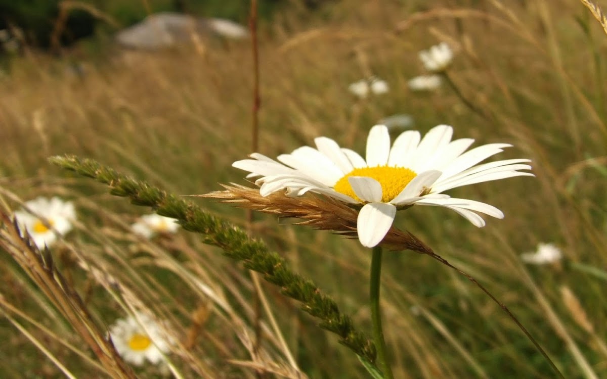 White Flowers Widescreen HD Wallpaper 6