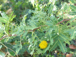 Acacia farnesiana - Mimosa de Farnèse - Vachellia farnesiana