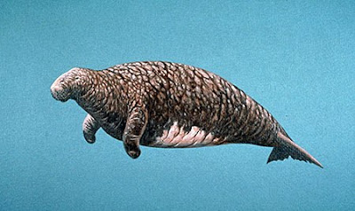 Stellar Sea Cow