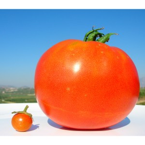 Quả cà chua khi chín thường có màu xạm