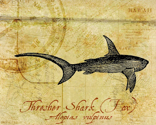 fish shark digital artwork collage illustration print