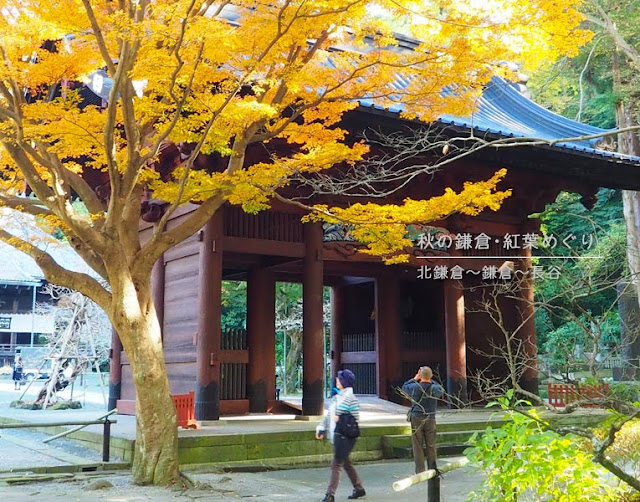 鎌倉の紅葉巡り：妙本寺