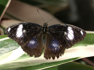 Hypolimnas bolina