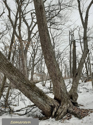 Липа амурская (Tilia amurensis)