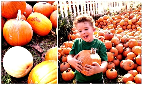 pumpkin collage